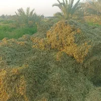 کاه یونجه