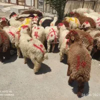 گوسفندوبره عربی چاق چاق((همراه باقصاب رایگان))|حیوانات مزرعه|اهواز, پادادشهر|دیوار