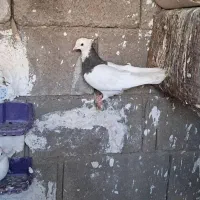 کبوتر طوقی دونه ای600|پرنده|بندر گناوه, |دیوار