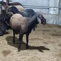 بره افشار|حیوانات مزرعه|ریگ, |دیوار