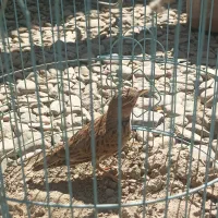 سهره نر|پرنده|گلپایگان, |دیوار