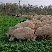 گوسفند مهربان