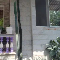 کاکتوس  غولپیکر افوربیا