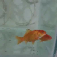 ..ماهی قرمز عید