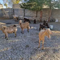 فروش ۶عدد بز اصیل شیری سه قلوزا|حیوانات مزرعه|فیروزآباد, |دیوار