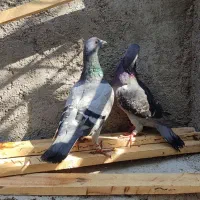 کبوتر  پلاکی