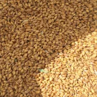 گندم با کیفیت