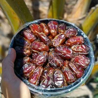 فروش خرمای درجه1