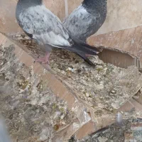 کفترهای پاکستانی