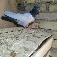 کبوتر کله سبز دمی کاکولی