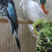 مرغ عشق|پرنده|شیراز, بالا کفت|دیوار