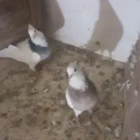 دوعدد طوقی کاکلی