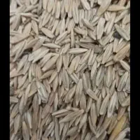 جودیم