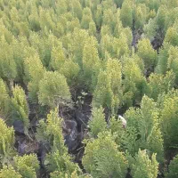 نیازمند کارگر ساده