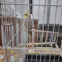 طوطی عروس بالغ|پرنده|آستانه اشرفیه, |دیوار