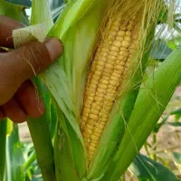 ذرت علوفه‌ای
