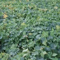 کاه سفید و یونجه و لوبیا شلیف گرفته