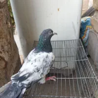 کفتر|پرنده|ایرانشهر, |دیوار