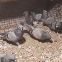 سبز چشم سیاه کلایی