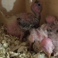 جفت مولد دوکت لوتینو|پرنده|بندر دیر, |دیوار