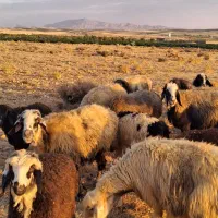 میش داشتی
