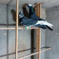 کفتر پرشی جفتگاه