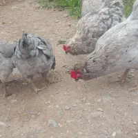تخم نطفه دار گلین لری