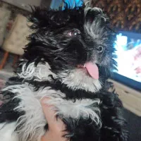 سگ شیتژو|سگ|تبریز, |دیوار