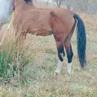 15عدد اسب مادیون|اسب و تجهیزات اسب‌سواری|سیلوانه, |دیوار