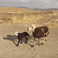 میش بره پلنگی