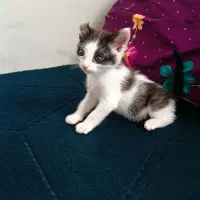 بچه گربه