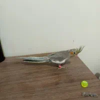 جوجه عروس هلندی ایزابلا ، مرواریدی ، سینامون|پرنده|اندیشه, شهرک مریم|دیوار