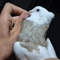 کبوتر طوقی