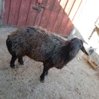 قوچ همو|حیوانات مزرعه|قوچان, |دیوار