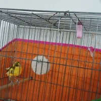 معاوضه جفت قناری مسکوی با یه جفت عروس هلندی