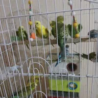 مرغ عشق