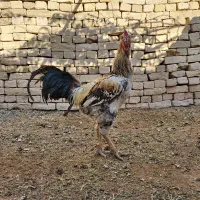 خروس ۲ ساله