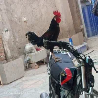 خروس محلی مخصوص مالداری