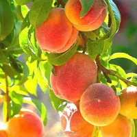 نهال هلو|گل و گیاه طبیعی|تهران, آرارات|دیوار