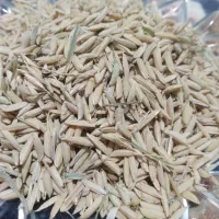 شالی طارم دمسیاه