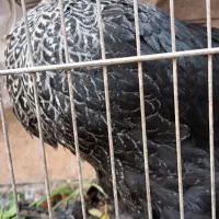 مرغ|حیوانات مزرعه|مشکین‌دشت, |دیوار