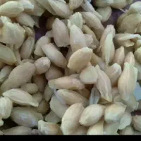 معاوضه بذز نارنج با گلهای آپارتمانی