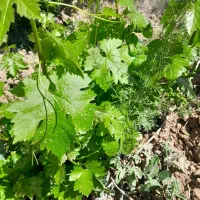 نهال انگورسردشت شرابی ترکمن ۴ ازبک