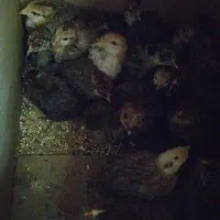 فروش مرغ سیاه برای قربانی و جوجه محلی|حیوانات مزرعه|خرم بید, |دیوار