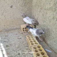 کله سرور کله زرد درشت نسل ۴۰سانتی