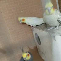 عروس هلندی|پرنده|هندیجان, |دیوار