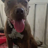 امریکن پیتبول تریر ماده اصیل