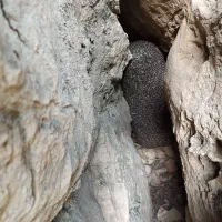عسل طبیعی صخره ای مال کندو نیس