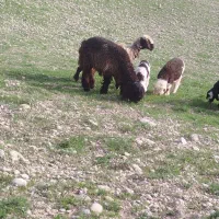 قوچ بختیاری