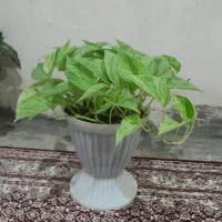 گل خانگی|گل و گیاه طبیعی|بانه, |دیوار